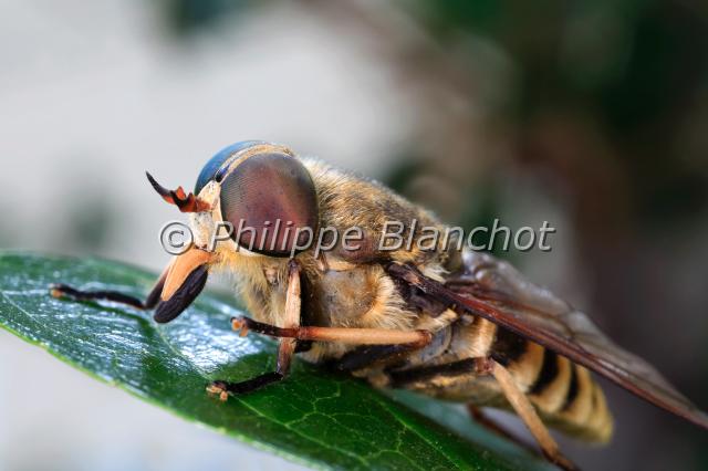 tabanus bovinus 2.JPG - Tabanus bovinusTaon des boeufsHorse flyDiptera, TabanidaeFrance